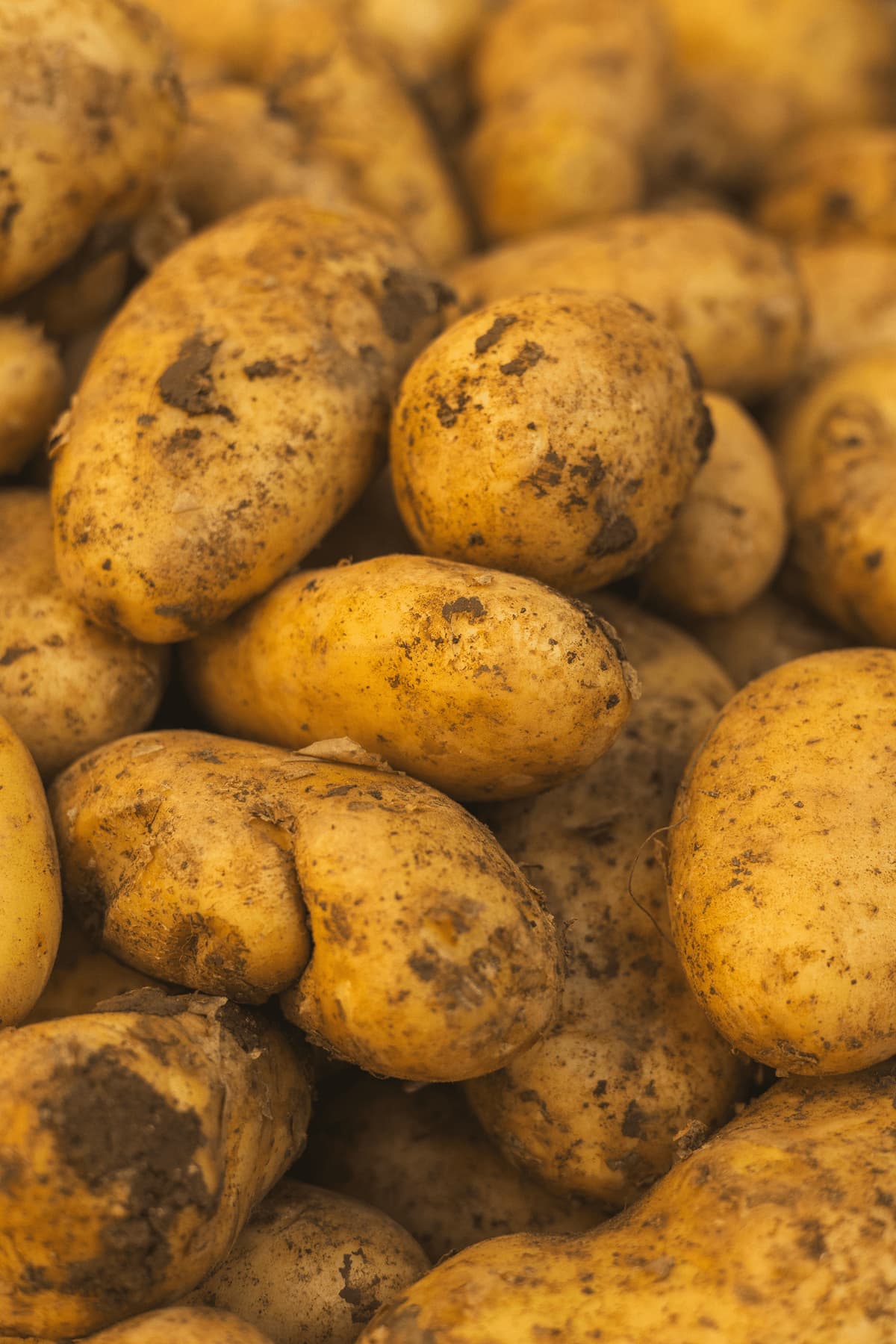 Frisch geerntete Kartoffeln vom Hof Schmeing in Rhede — Grundlage für das natürliche Kartoffelschalenmehl von Kartoffelkraft