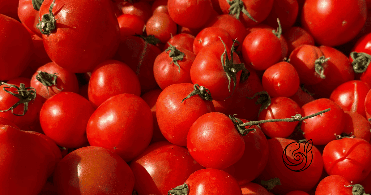 Reife rote Tomaten in Nahaufnahme — mit Kartoffelschalenmehl von Kartoffelkraft als natürlichem Kaliumlieferant für aromatische, bissfeste Früchte