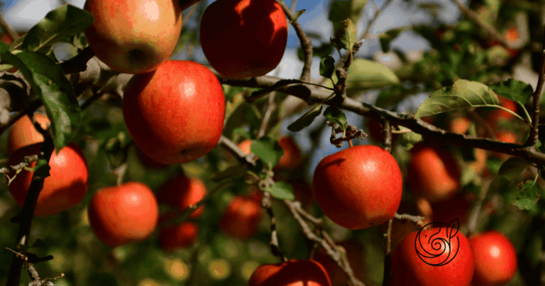 Reife rote Äpfel am Baum — Obstbäume profitieren besonders vom Kalium im Kartoffelschalenmehl von Kartoffelkraft