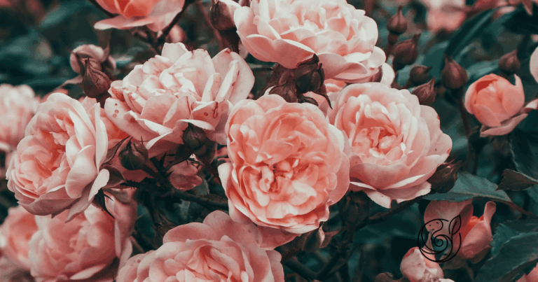 Blühende rosa Rosen — mit Kartoffelschalenmehl vom Hof Schmeing als natürlichem Bodenverbesserer optimal mit Kalium versorgt