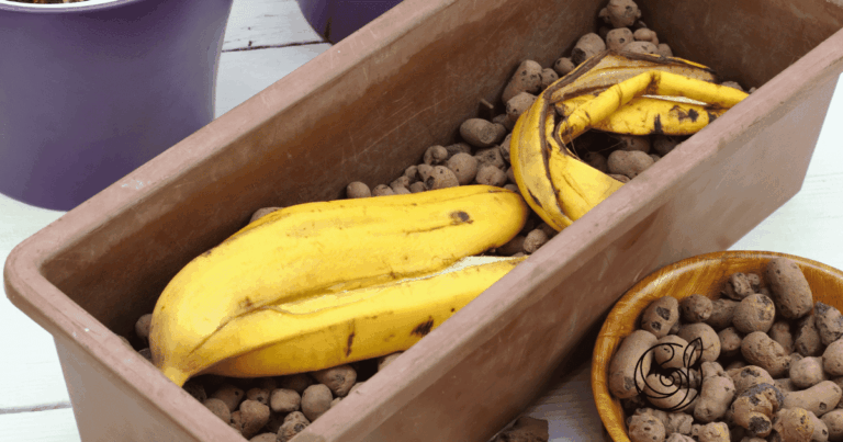 Bananenschalen in einem Pflanzkübel als natürlicher Bodenverbesserer — im Vergleich zu konzentriertem Kartoffelschalenmehl von Kartoffelkraft