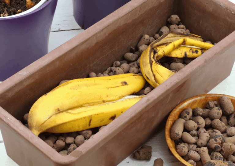 Bananenschalen in einem Pflanzkübel als natürlicher Bodenverbesserer — im Vergleich zu konzentriertem Kartoffelschalenmehl von Kartoffelkraft