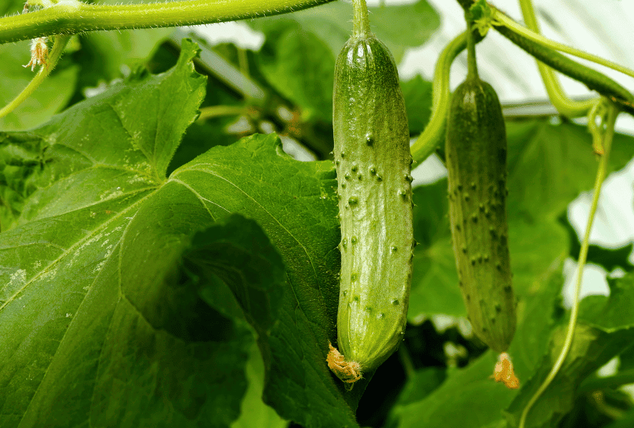 Frische grüne Gurken am Strauch — mit Kartoffelschalenmehl von Kartoffelkraft als natürlichem Kaliumlieferant für knackige, aromatische Früchte