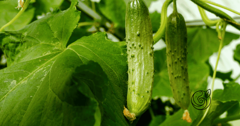 Frische grüne Gurken am Strauch — mit Kartoffelschalenmehl von Kartoffelkraft als natürlichem Kaliumlieferant für knackige, aromatische Früchte