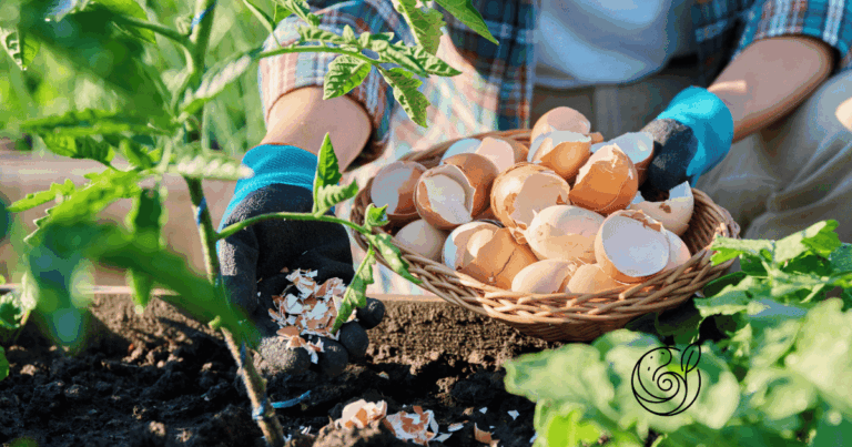 Gärtner streut Eierschalen als natürlichen Bodenverbesserer in ein Hochbeet — eine von vielen natürlichen Methoden neben Kartoffelschalenmehl von Kartoffelkraft