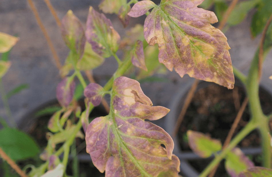 Verfärbte, braun-violette Blätter einer Tomatenpflanze als typisches Zeichen von Kaliummangel — natürlich beheben mit Kartoffelschalenmehl von Kartoffelkraft