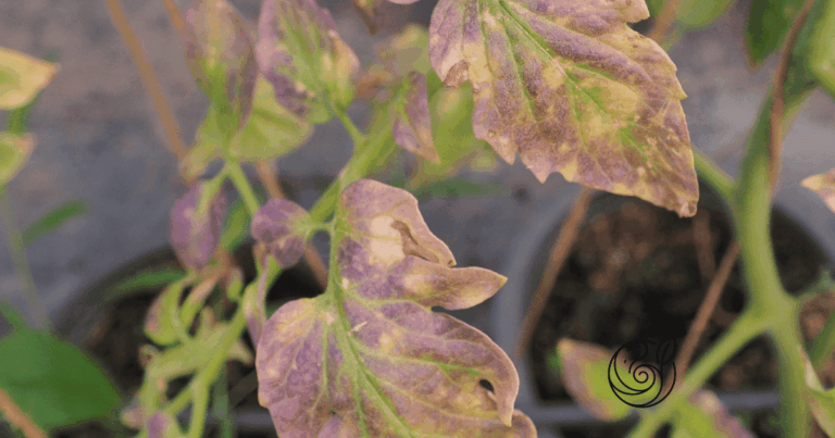 Verfärbte, braun-violette Blätter einer Tomatenpflanze als typisches Zeichen von Kaliummangel — natürlich beheben mit Kartoffelschalenmehl von Kartoffelkraft