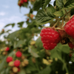 Reife rote Himbeeren am Strauch — mit Kartoffelschalenmehl von Kartoffelkraft als natürlichem Kaliumlieferant für süße, aromatische Früchte und winterfeste Ruten