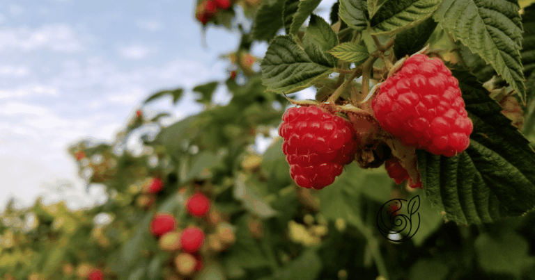 Reife rote Himbeeren am Strauch — mit Kartoffelschalenmehl von Kartoffelkraft als natürlichem Kaliumlieferant für süße, aromatische Früchte und winterfeste Ruten