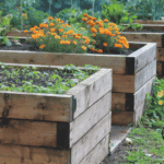 Mehrere Holzhochbeete im Herbstgarten mit Ringelblumen und Gemüse — im Herbst mit Kompost und Kartoffelschalenmehl von Kartoffelkraft winterfest machen für einen starken Start im Frühjahr