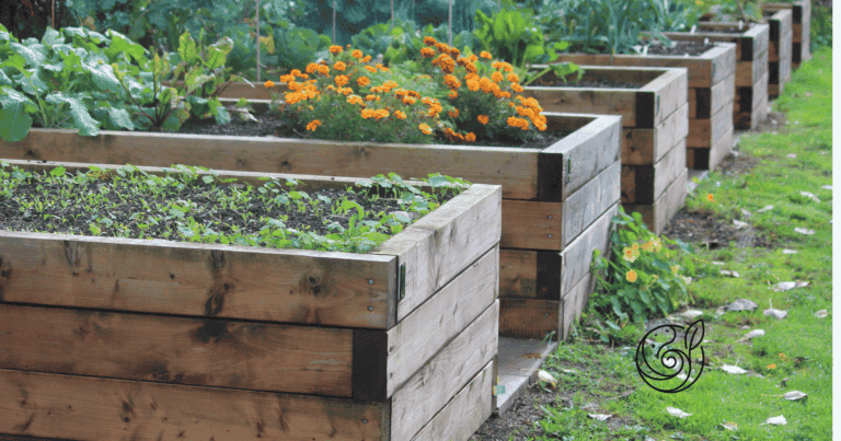 Mehrere Holzhochbeete im Herbstgarten mit Ringelblumen und Gemüse — im Herbst mit Kompost und Kartoffelschalenmehl von Kartoffelkraft winterfest machen für einen starken Start im Frühjahr