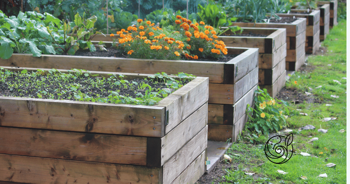 Mehrere Holzhochbeete im Herbstgarten mit Ringelblumen und Gemüse — im Herbst mit Kompost und Kartoffelschalenmehl von Kartoffelkraft winterfest machen für einen starken Start im Frühjahr