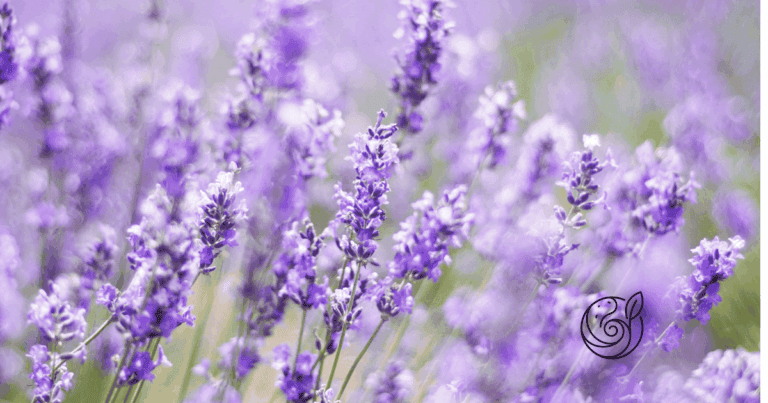 Blühender lila Lavendel in Nahaufnahme — Lavendel braucht kaum Dünger, aber eine gezielte Kaliumgabe mit Kartoffelschalenmehl von Kartoffelkraft im Frühjahr fördert Blüten und Winterhärte