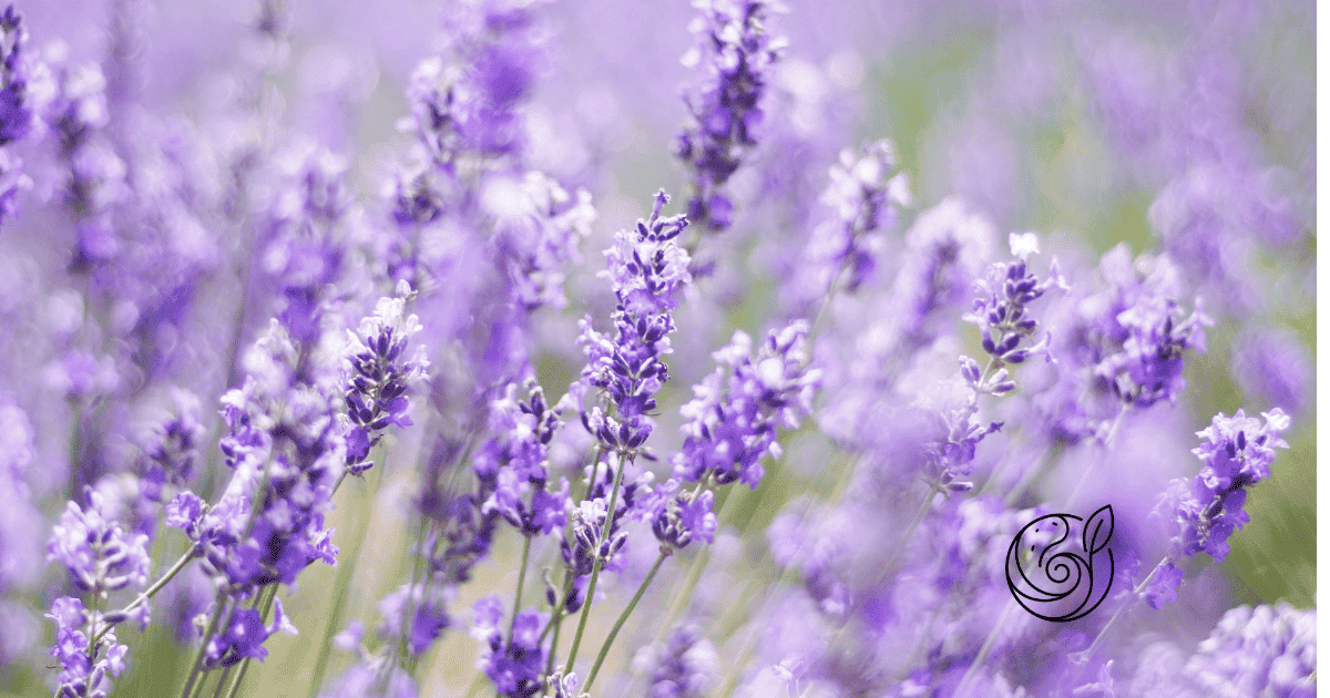 Blühender lila Lavendel in Nahaufnahme — Lavendel braucht kaum Dünger, aber eine gezielte Kaliumgabe mit Kartoffelschalenmehl von Kartoffelkraft im Frühjahr fördert Blüten und Winterhärte