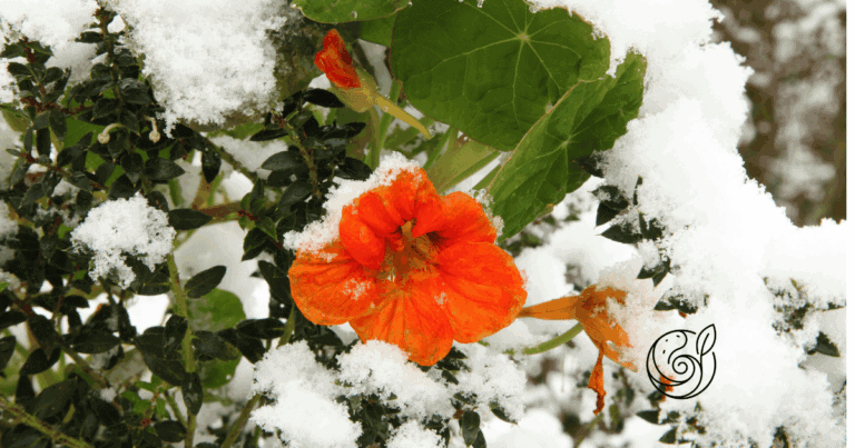 Orangefarbene Blüte bedeckt mit Schnee im Winter — mit Kalium aus Kartoffelschalenmehl von Kartoffelkraft im Herbst Pflanzen von innen heraus winterfest machen