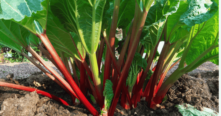 Kräftige rote Rhabarberpflanze mit großen Blättern im Gartenbeet — mit Kompost im Frühjahr und Kartoffelschalenmehl von Kartoffelkraft als Kaliumquelle nach der Ernte für starke Stangen