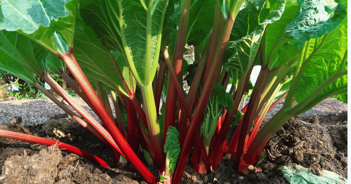 Kräftige rote Rhabarberpflanze mit großen Blättern im Gartenbeet — mit Kompost im Frühjahr und Kartoffelschalenmehl von Kartoffelkraft als Kaliumquelle nach der Ernte für starke Stangen