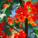 Reife rote Johannisbeeren in Trauben am Strauch — mit Kompost im Frühjahr und Kartoffelschalenmehl von Kartoffelkraft als natürlicher Kaliumquelle nach der Ernte für aromatische Beeren