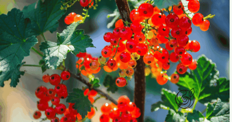 Reife rote Johannisbeeren in Trauben am Strauch — mit Kompost im Frühjahr und Kartoffelschalenmehl von Kartoffelkraft als natürlicher Kaliumquelle nach der Ernte für aromatische Beeren