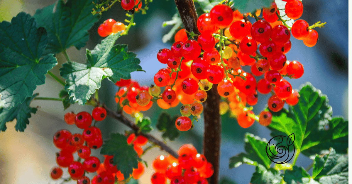Reife rote Johannisbeeren in Trauben am Strauch — mit Kompost im Frühjahr und Kartoffelschalenmehl von Kartoffelkraft als natürlicher Kaliumquelle nach der Ernte für aromatische Beeren