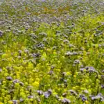 Feld mit blühender Phacelia in Lila und Gelbsenf in Gelb als Gründüngung, die den Boden lockert, vor Auswaschung schützt und Humus aufbaut, ergänzt durch natürliches Kalium aus Kartoffelschalenmehl von Kartoffelkraft