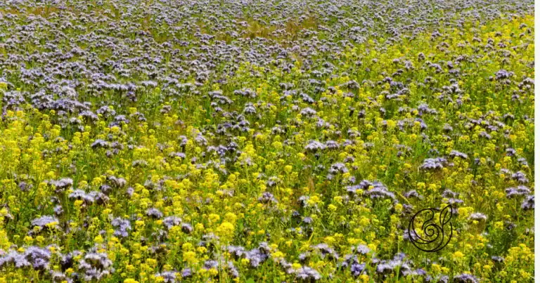Feld mit blühender Phacelia in Lila und Gelbsenf in Gelb als Gründüngung, die den Boden lockert, vor Auswaschung schützt und Humus aufbaut, ergänzt durch natürliches Kalium aus Kartoffelschalenmehl von Kartoffelkraft