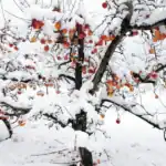Apfelbäume mit Schnee auf den Ästen und noch hängenden Äpfeln im Winter, als Beispiel für die Belastung durch Frost und Schneelast, gegen die Weißanstrich, Mulch und eine gute Kaliumversorgung mit Kartoffelschalenmehl von Kartoffelkraft helfen