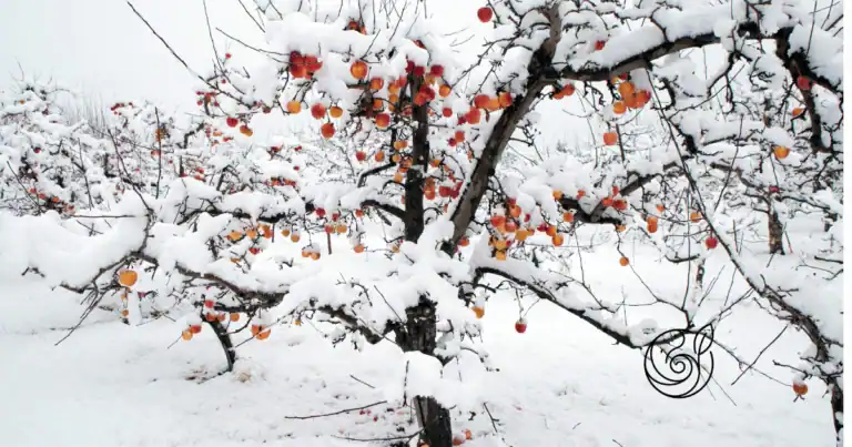 Apfelbäume mit Schnee auf den Ästen und noch hängenden Äpfeln im Winter, als Beispiel für die Belastung durch Frost und Schneelast, gegen die Weißanstrich, Mulch und eine gute Kaliumversorgung mit Kartoffelschalenmehl von Kartoffelkraft helfen