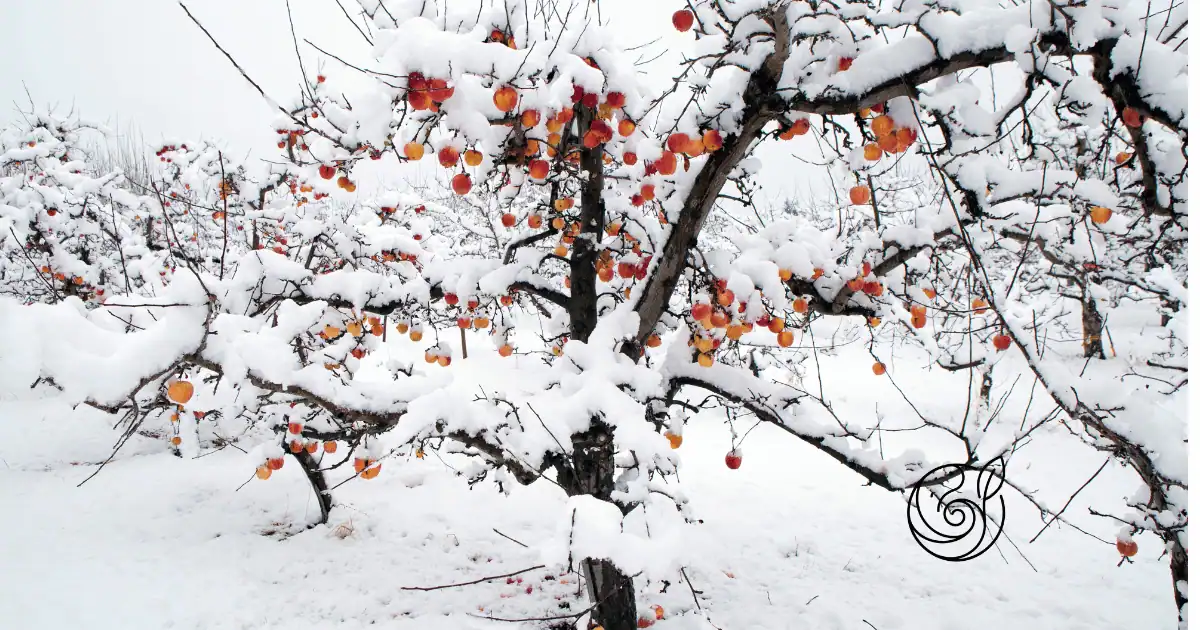 Apfelbäume mit Schnee auf den Ästen und noch hängenden Äpfeln im Winter, als Beispiel für die Belastung durch Frost und Schneelast, gegen die Weißanstrich, Mulch und eine gute Kaliumversorgung mit Kartoffelschalenmehl von Kartoffelkraft helfen