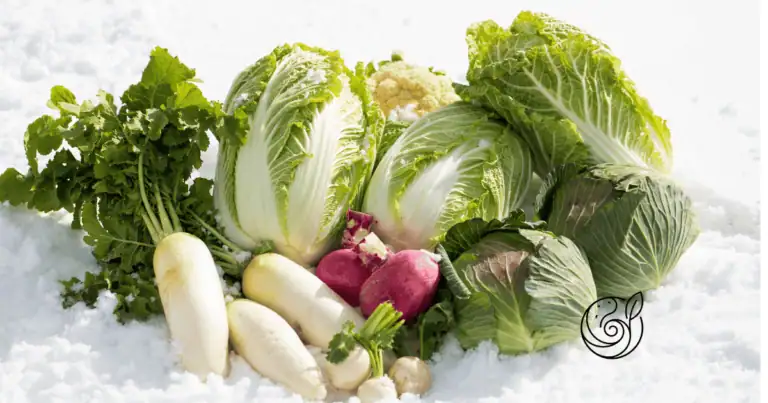 Wintergemüse im Schnee mit Chinakohl, Weißkohl, Blumenkohl, weißem Rettich und roten Rüben als Beispiel für frostharte Sorten, die mit guter Kaliumversorgung durch Kartoffelschalenmehl von Kartoffelkraft den Winter überstehen